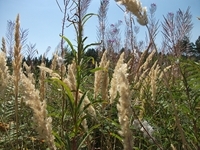Pineta Ragabo
